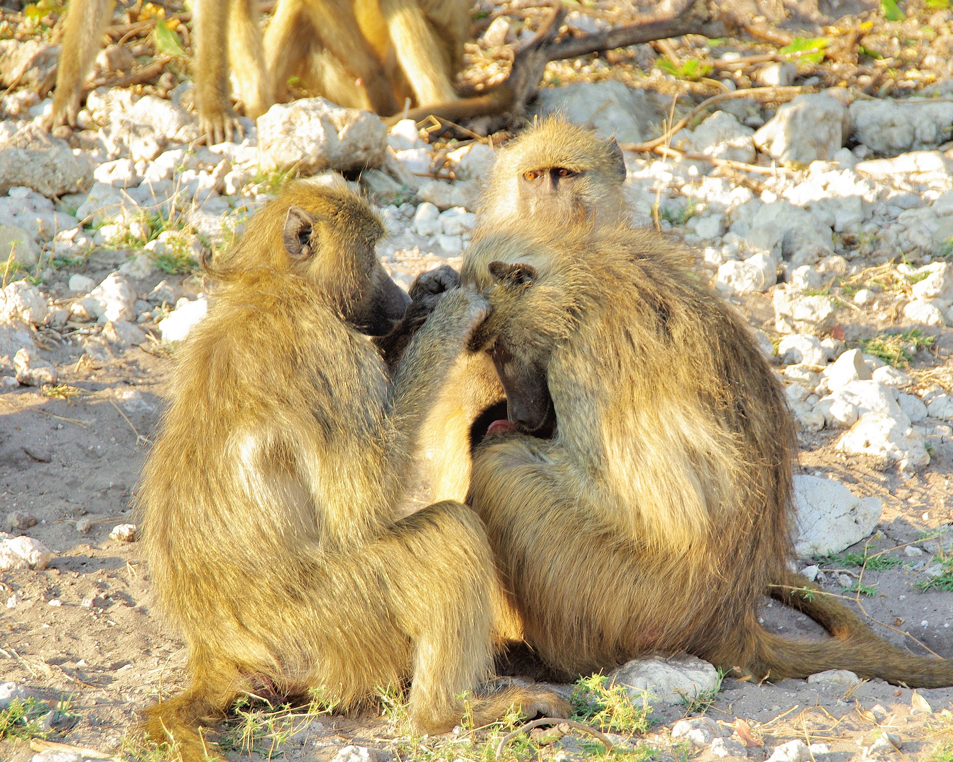Babouins chacma (Chacma baboons, Papio ursinus), adultes s'épouillant, Shinde, Delta de l'Okavango, Botswana.